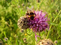 Hummel
